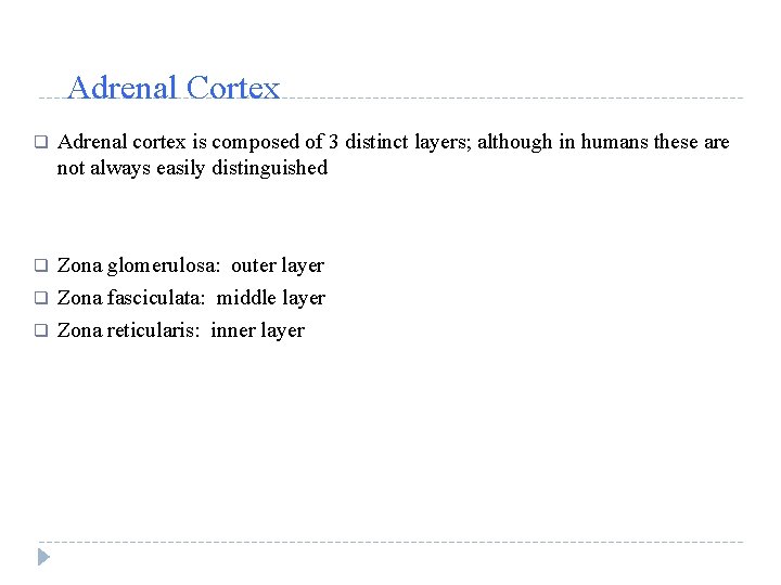 Adrenal Cortex q Adrenal cortex is composed of 3 distinct layers; although in humans