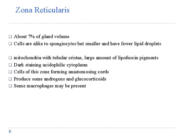Zona Reticularis q q q q About 7% of gland volume Cells are alike