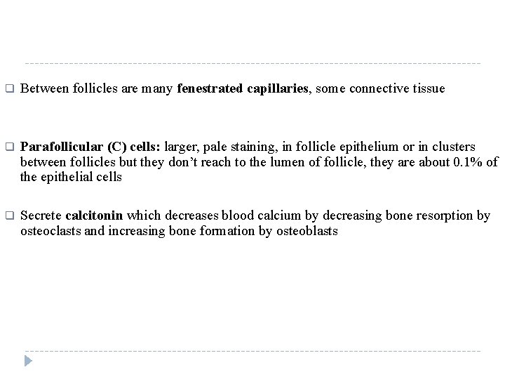 q Between follicles are many fenestrated capillaries, some connective tissue q Parafollicular (C) cells: