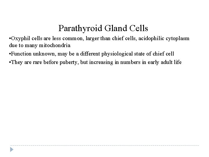 Parathyroid Gland Cells • Oxyphil cells are less common, larger than chief cells, acidophilic