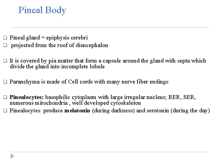 Pineal Body q q Pineal gland = epiphysis cerebri projected from the roof of