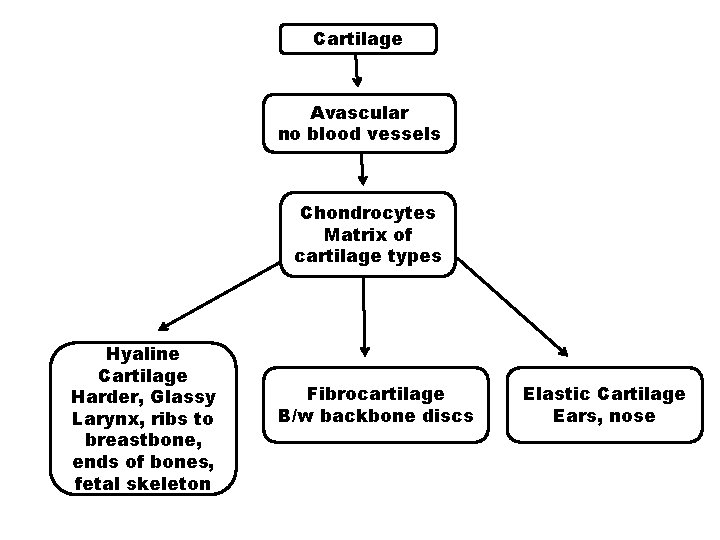Cartilage Avascular no blood vessels Chondrocytes Matrix of cartilage types Hyaline Cartilage Harder, Glassy