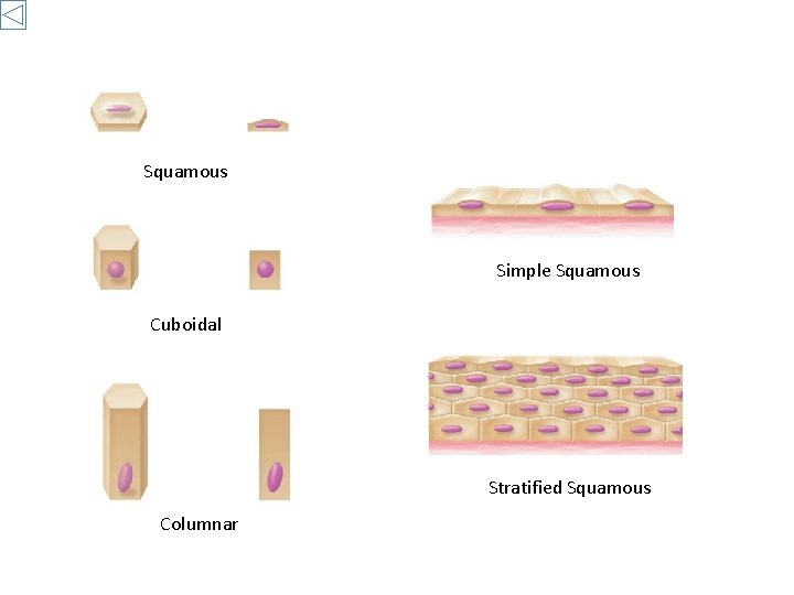 Squamous Simple Squamous Cuboidal Stratified Squamous Columnar 