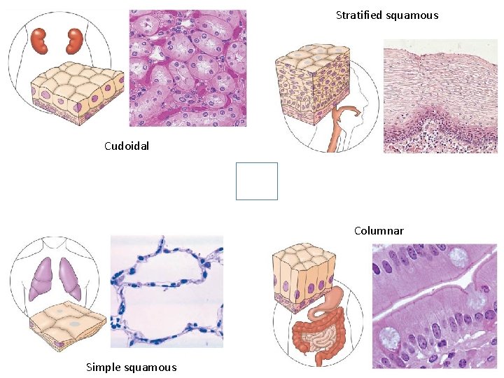 Stratified squamous Cudoidal Columnar Simple squamous 