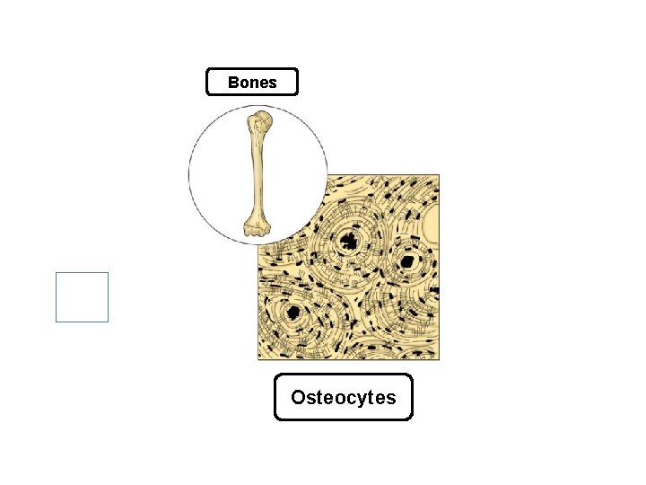 Bones Osteocytes 
