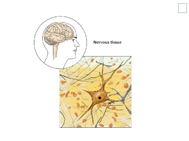 Nervous tissue 