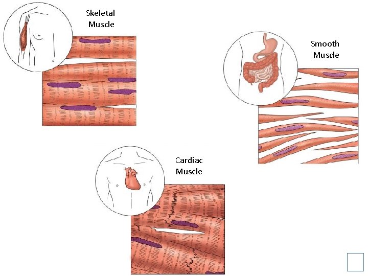 Skeletal Muscle Smooth Muscle Cardiac Muscle 