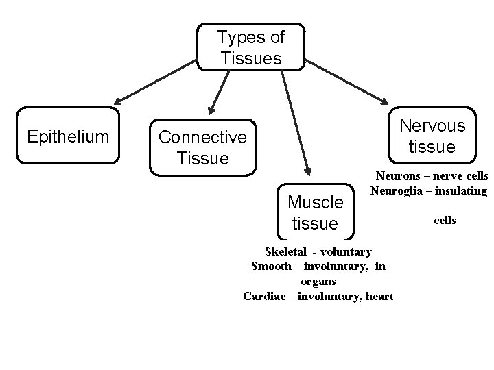Types of Tissues Epithelium Nervous tissue Connective Tissue Muscle tissue Neurons – nerve cells