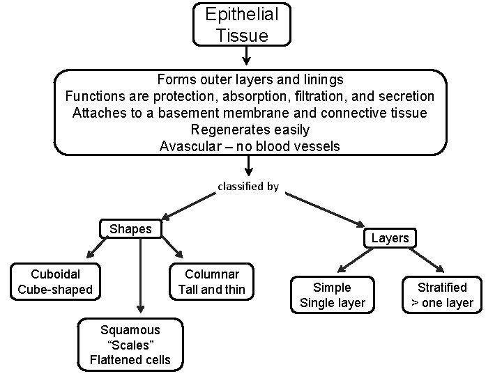 Epithelial Tissue Forms outer layers and linings Functions are protection, absorption, filtration, and secretion