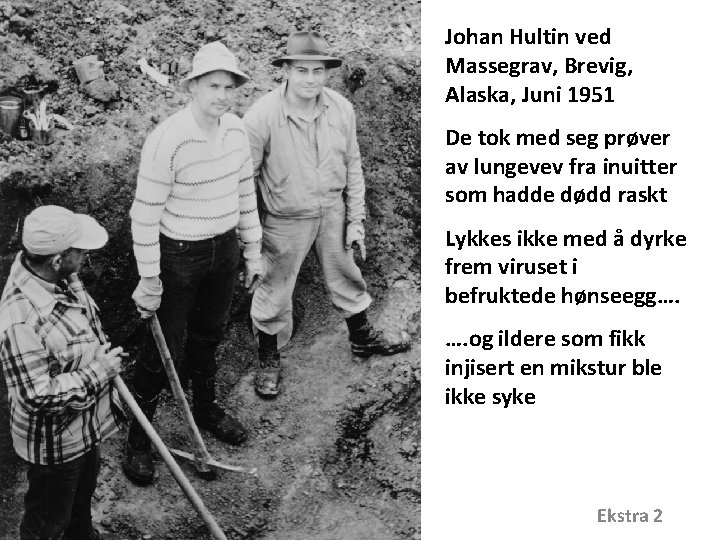 Johan Hultin ved Massegrav, Brevig, Alaska, Juni 1951 De tok med seg prøver av