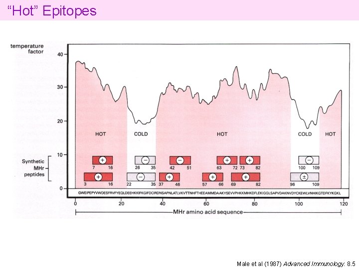 “Hot” Epitopes Male et al (1987) Advanced Immunology. 8. 5 