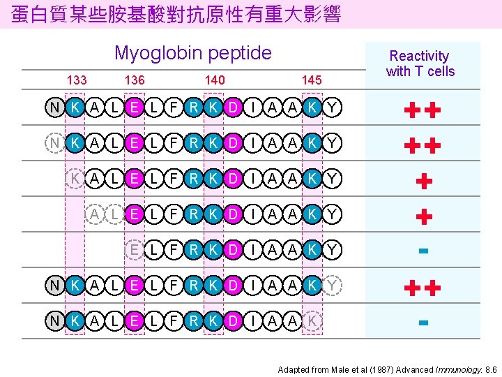 蛋白質某些胺基酸對抗原性有重大影響 Myoglobin peptide 133 136 140 145 N K A L E L F