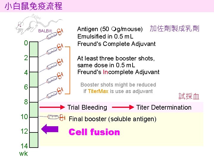 小白鼠免疫流程 BALB/c 0 2 4 6 8 Antigen (50 mg/mouse) 加佐劑製成乳劑 Emulsified in 0.