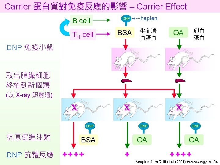 Carrier 蛋白質對免疫反應的影響 – Carrier Effect B cell TH cell DNP BSA hapten 牛血清 白蛋白