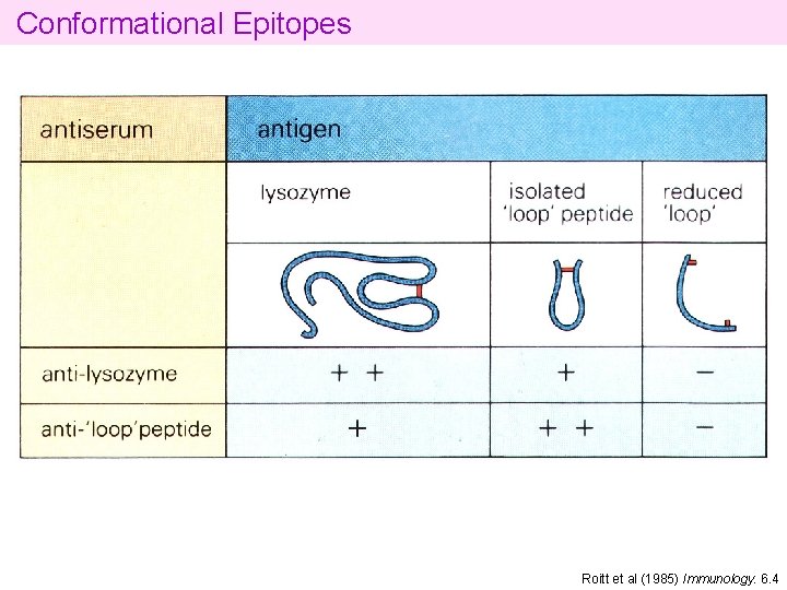 Conformational Epitopes Roitt et al (1985) Immunology. 6. 4 