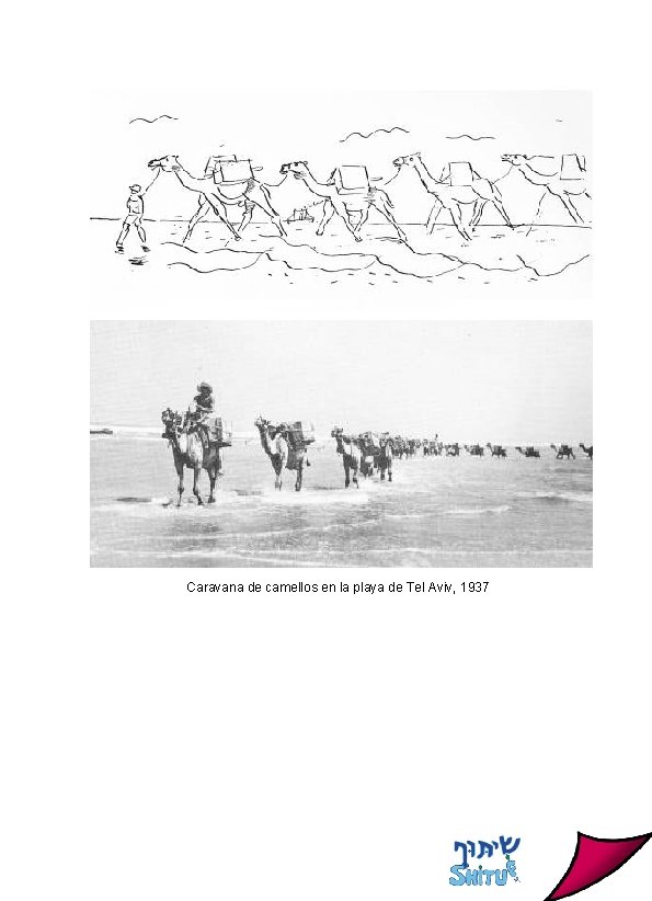 Caravana de camellos en la playa de Tel Aviv, 1937 