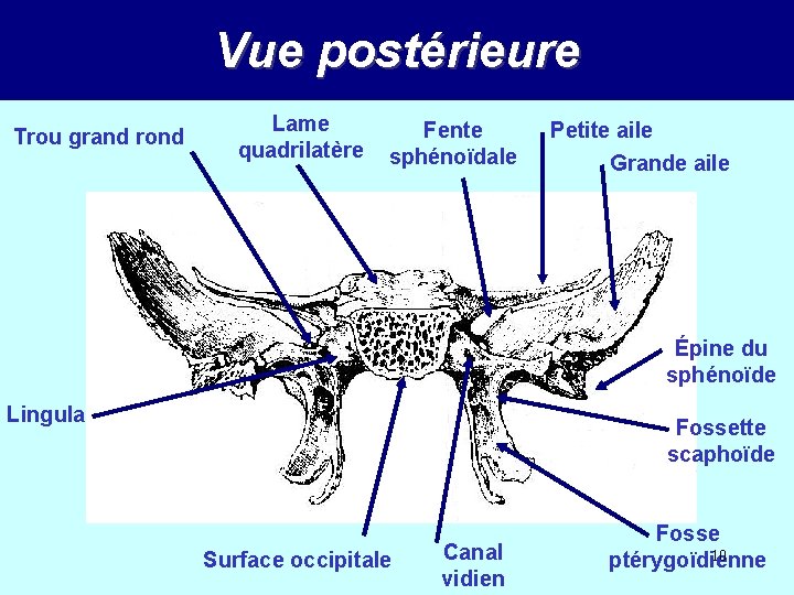 Vue postérieure Trou grand rond Lame quadrilatère Fente sphénoïdale Petite aile Grande aile Épine