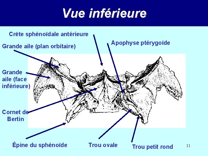 Vue inférieure Crête sphénoïdale antérieure Grande aile (plan orbitaire) Apophyse ptérygoïde Grande aile (face