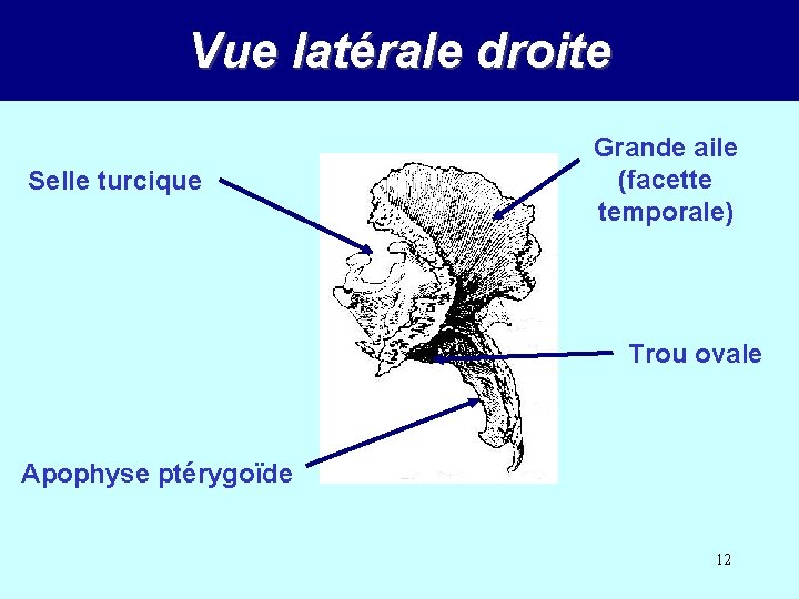 Vue latérale droite Selle turcique Grande aile (facette temporale) Trou ovale Apophyse ptérygoïde 12