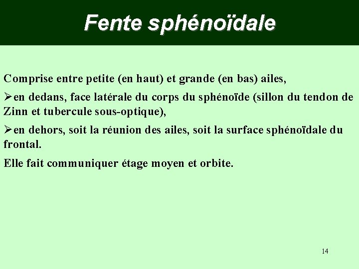 Fente sphénoïdale Comprise entre petite (en haut) et grande (en bas) ailes, Øen dedans,