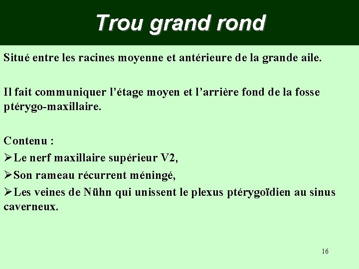 Trou grand rond Situé entre les racines moyenne et antérieure de la grande aile.