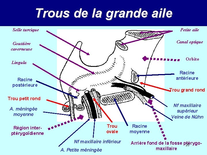 Trous de la grande aile Selle turcique Petite aile Canal optique Gouttière caverneuse Orbite