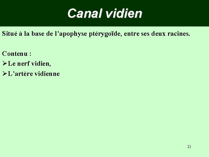 Canal vidien Situé à la base de l’apophyse ptérygoïde, entre ses deux racines. Contenu