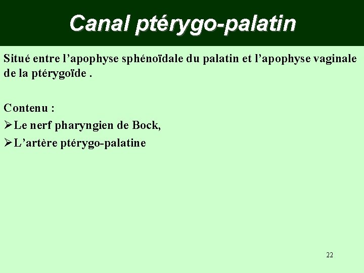 Canal ptérygo-palatin Situé entre l’apophyse sphénoïdale du palatin et l’apophyse vaginale de la ptérygoïde.