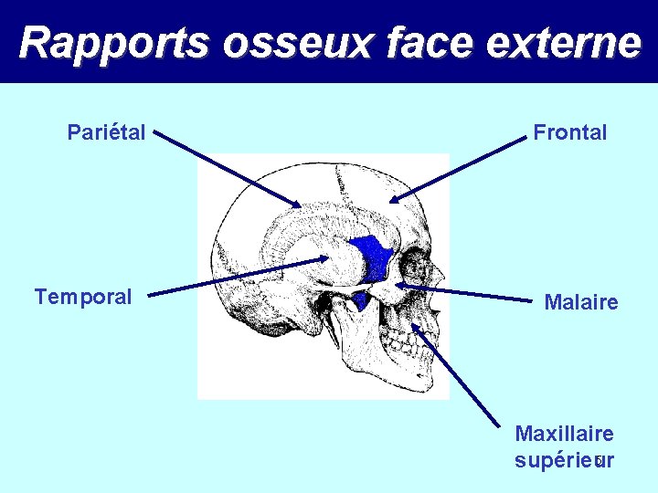 Rapports osseux face externe Pariétal Temporal Frontal Malaire Maxillaire 5 supérieur 