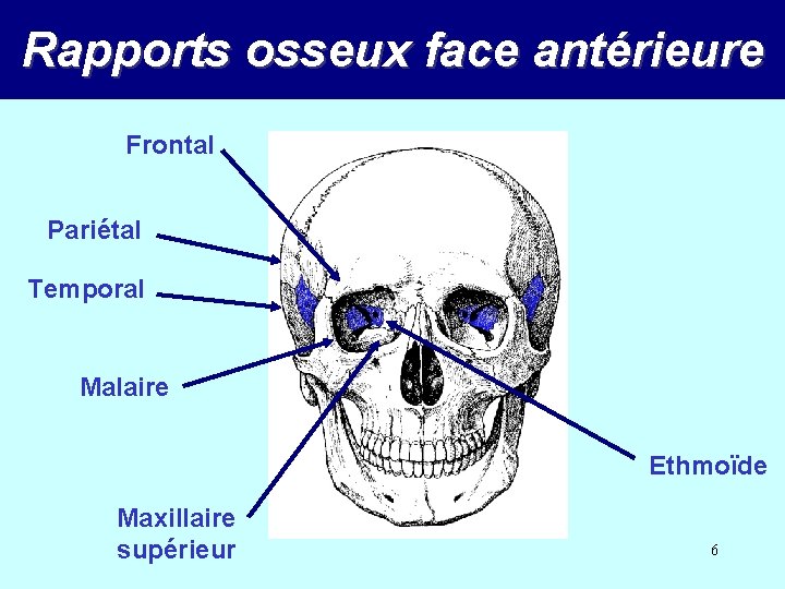 Rapports osseux face antérieure Frontal Pariétal Temporal Malaire Ethmoïde Maxillaire supérieur 6 