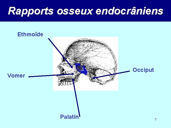 Rapports osseux endocrâniens Ethmoïde Occiput Vomer Palatin 7 