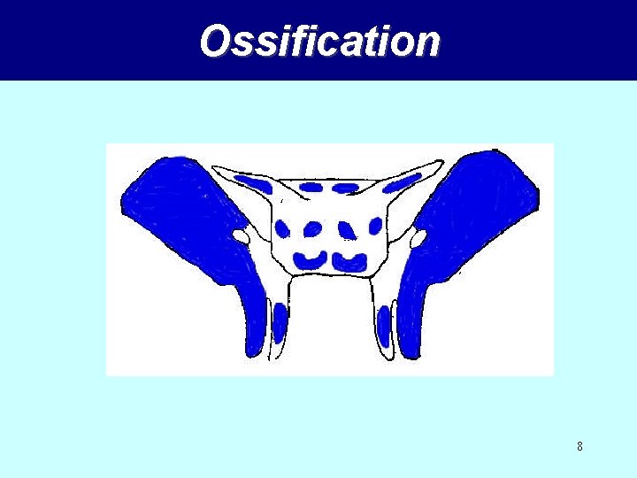 Ossification 8 