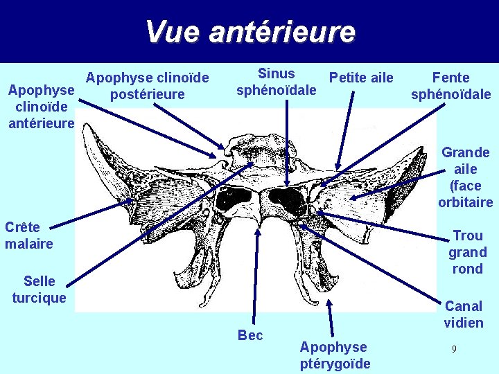 Vue antérieure Apophyse clinoïde Apophyse postérieure clinoïde antérieure Sinus Petite aile sphénoïdale Fente sphénoïdale
