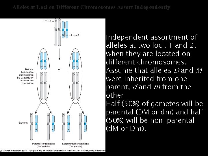 Alleles at Loci on Different Chromosomes Assort Independently Independent assortment of alleles at two