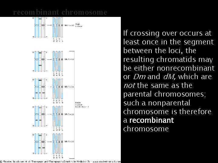recombinant chromosome If crossing over occurs at least once in the segment between the