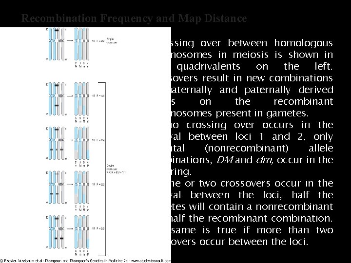 Recombination Frequency and Map Distance • Crossing over between homologous chromosomes in meiosis is