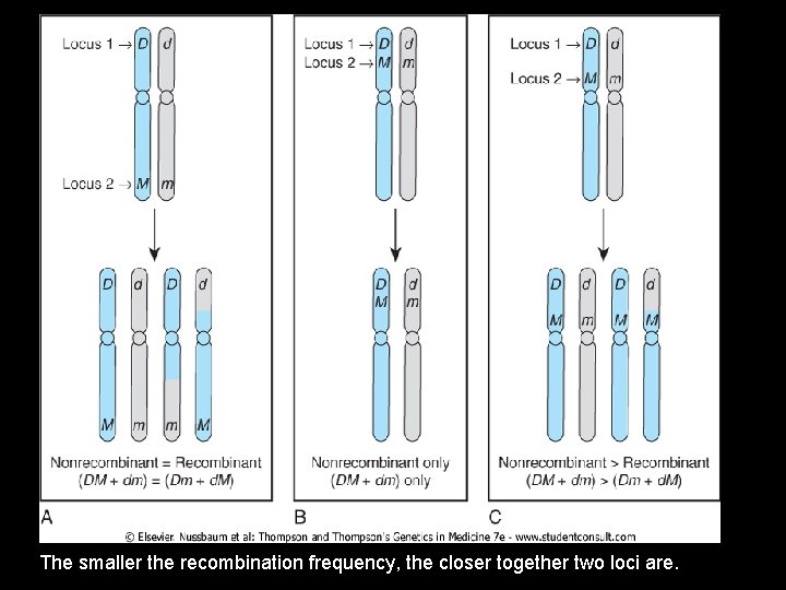 The smaller the recombination frequency, the closer together two loci are. 