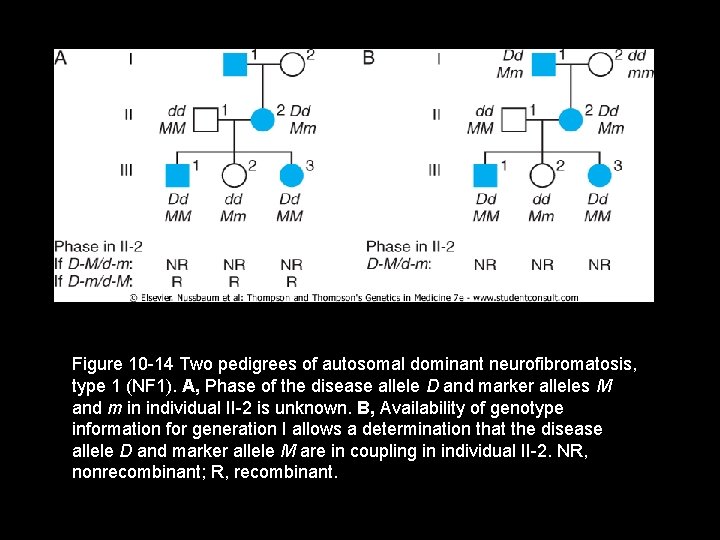 Figure 10 -14 Two pedigrees of autosomal dominant neurofibromatosis, type 1 (NF 1). A,