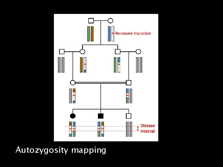 Autozygosity mapping 