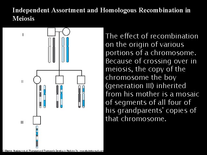 Independent Assortment and Homologous Recombination in Meiosis The effect of recombination on the origin