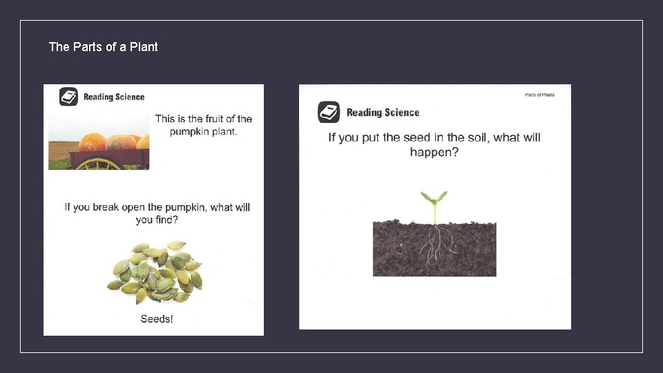 The Parts of a Plant 