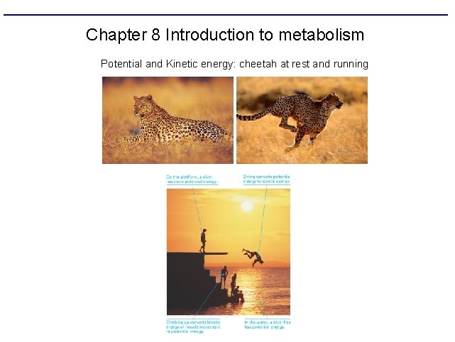 Chapter 8 Introduction to metabolism Potential and Kinetic energy: cheetah at rest and running