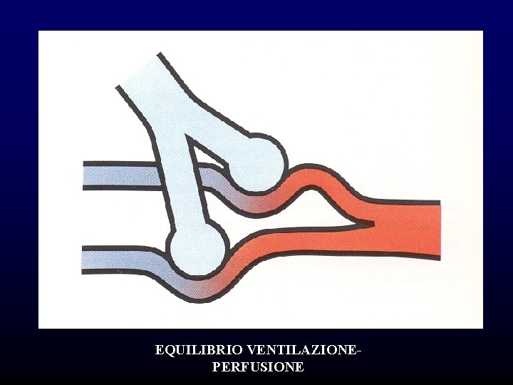 EQUILIBRIO VENTILAZIONEPERFUSIONE EQUILIBRIO VENTILAZIONEPERFUSIONE