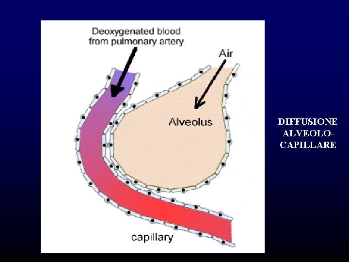 DIFFUSIONE ALVEOLOCAPILLARE DIFFUSIONE ALVEOLOCAPILLARE