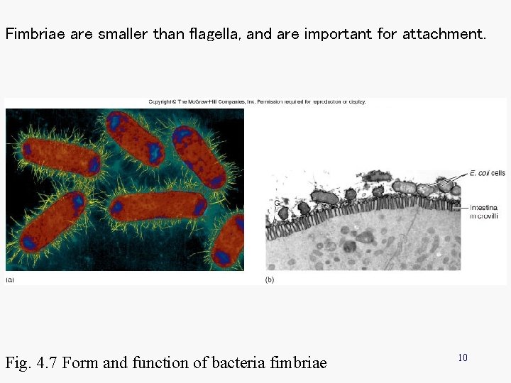 Fimbriae are smaller than flagella, and are important for attachment. Fig. 4. 7 Form Fimbriae are smaller than flagella, and are important for attachment. Fig. 4. 7 Form