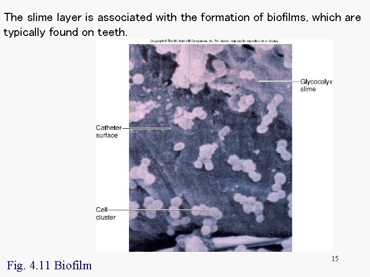 The slime layer is associated with the formation of biofilms, which are typically found The slime layer is associated with the formation of biofilms, which are typically found