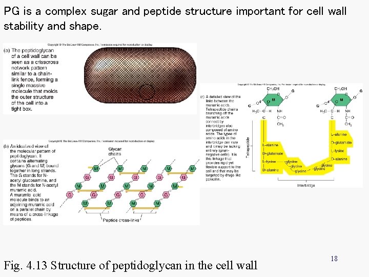 PG is a complex sugar and peptide structure important for cell wall stability and PG is a complex sugar and peptide structure important for cell wall stability and