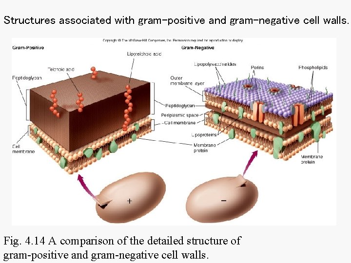 Structures associated with gram-positive and gram-negative cell walls. Fig. 4. 14 A comparison of Structures associated with gram-positive and gram-negative cell walls. Fig. 4. 14 A comparison of