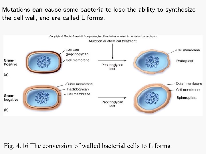 Mutations can cause some bacteria to lose the ability to synthesize the cell wall, Mutations can cause some bacteria to lose the ability to synthesize the cell wall,