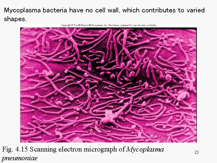 Mycoplasma bacteria have no cell wall, which contributes to varied shapes. Fig. 4. 15 Mycoplasma bacteria have no cell wall, which contributes to varied shapes. Fig. 4. 15